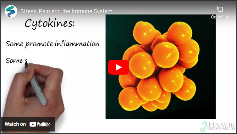 Stress Pain Immune System Stress Pain Immune System